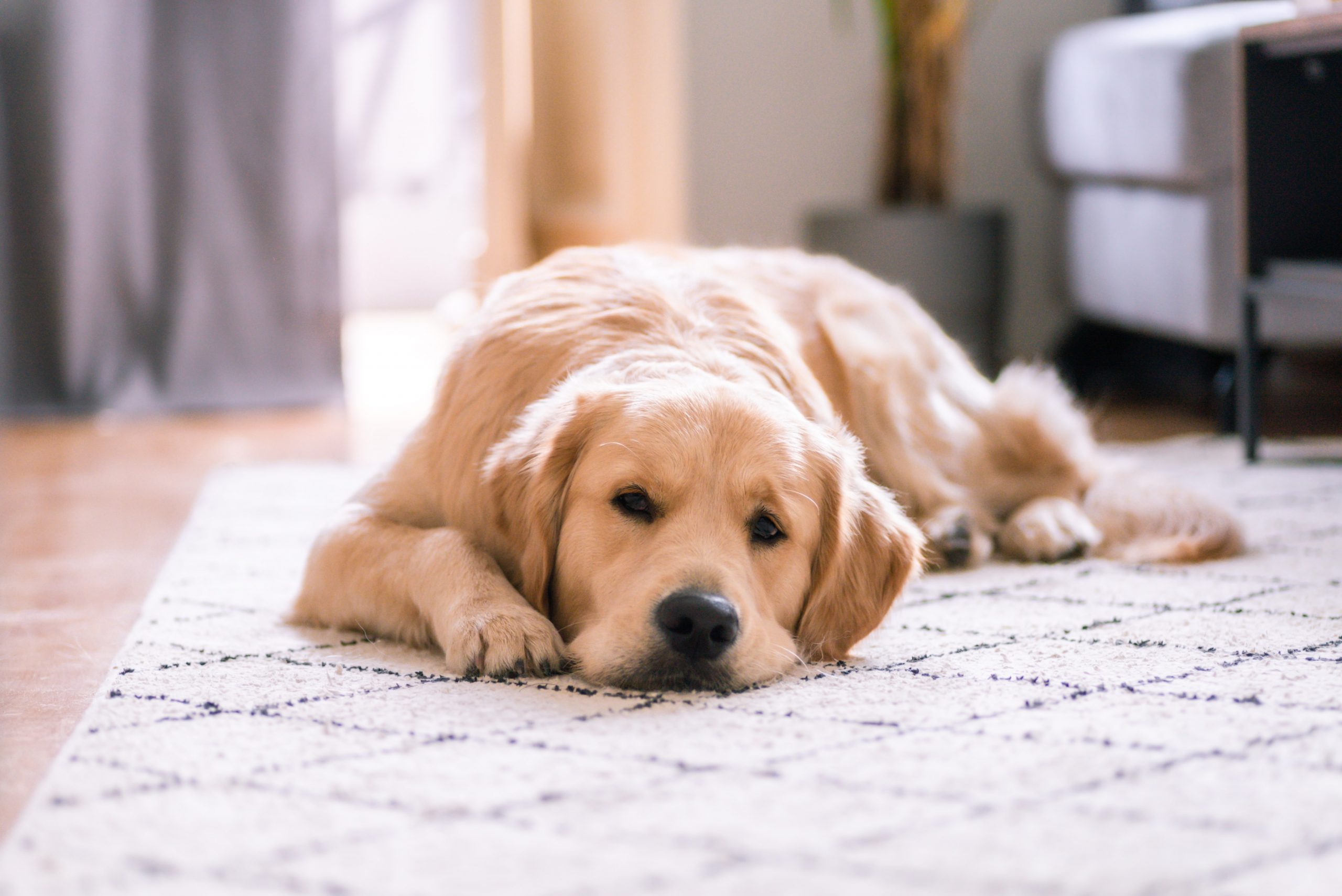 Should I Allow Pets in My Rental Home?
