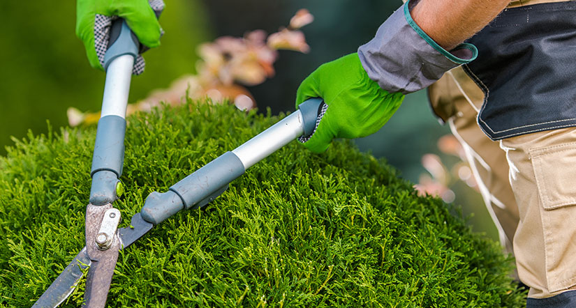 Landscaping Maintenance Expectations